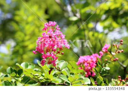 鮮やか　百日紅の花 133554348