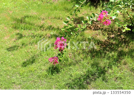 百日紅の花 百日紅の花 133554350