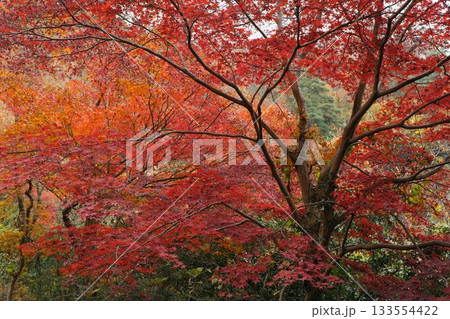 身近な景色 紅葉 身近な景色 紅葉 133554422