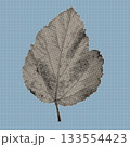 Detailed vintage-style halftone leaf created with dense black dots. Perfect for botanical prints, retro posters, textured backgrounds, minimal art, and modern graphic compositions. 133554423