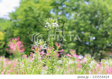 爽やか クレオメの花 爽やか クレオメの花 133554424