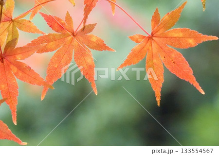 赤く染まったキレイなモミジ クローズアップ 赤く染まったキレイなモミジ クローズアップ 133554567