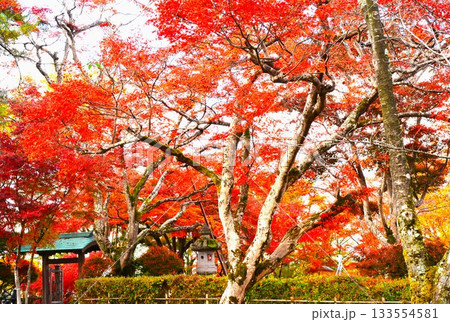 紅葉の新潟県長岡市もみじ園風景 133554581