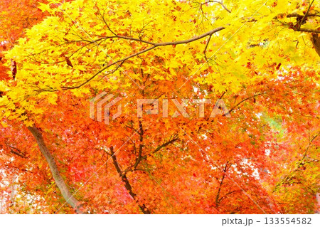 紅葉の新潟県長岡市もみじ園風景 133554582