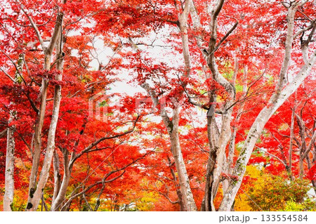 紅葉の新潟県長岡市もみじ園風景 133554584