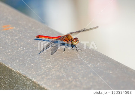 アキアカネ 133554598