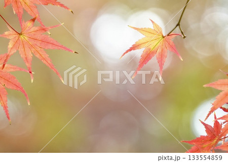 光輝くもみじ 紅葉 光輝くもみじ 紅葉 133554859