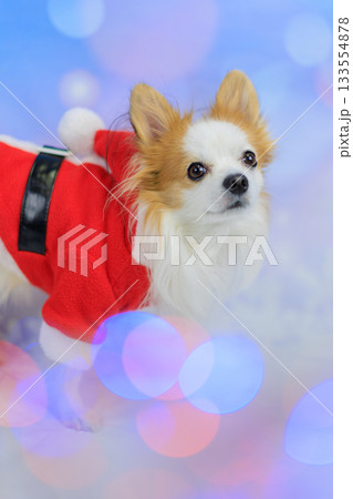 パピチワ クリスマス パピチワ クリスマス 133554878