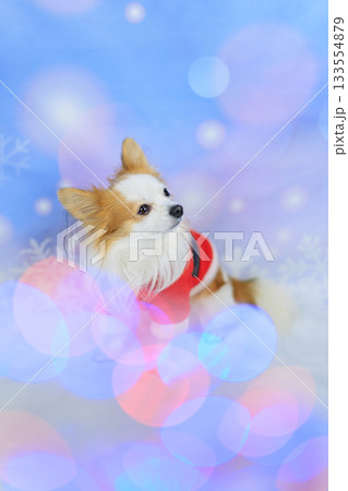 パピチワ クリスマス 133554879