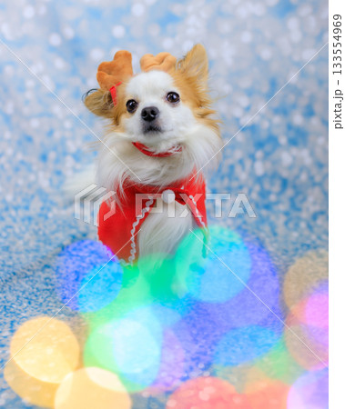 パピチワ クリスマス 133554969