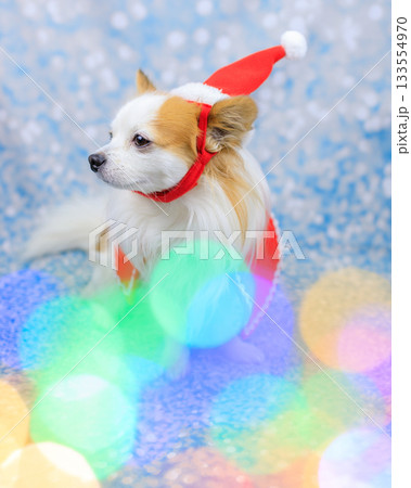 パピチワ クリスマス パピチワ クリスマス 133554970