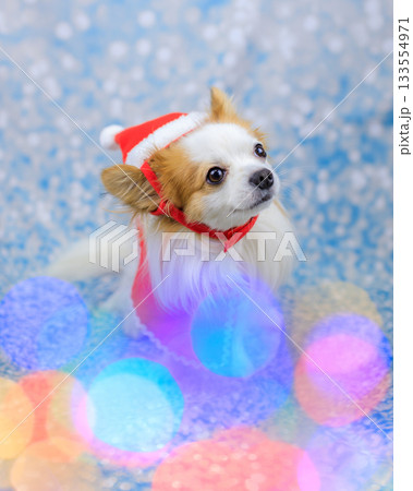 パピチワ クリスマス 133554971
