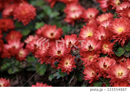 赤のグラデーションが美しい赤い菊の花 133554987