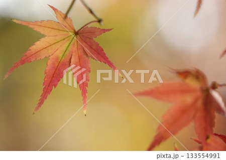 グラデーションが素敵なもみじ　色付き始めた　とろける背景 133554991
