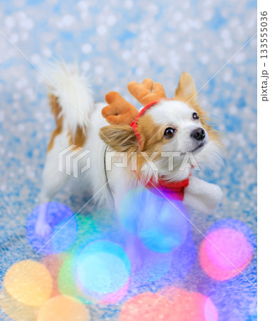 パピチワ クリスマス 133555036