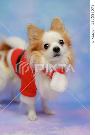 パピチワ クリスマス パピチワ クリスマス 133555075