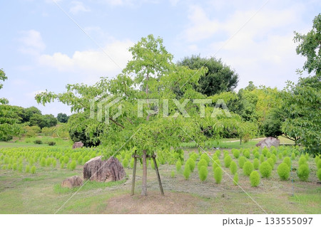 ヒトツバタゴの木と実 ヒトツバタゴの木と実 133555097
