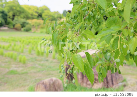 ヒトツバタゴの実 133555099