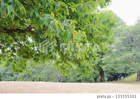 クリの実 133555101