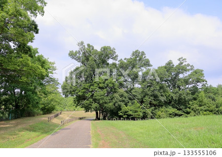 爽やか　夏の公園　榎の大木 133555106