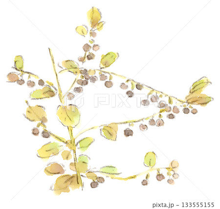 秋の植物、音符みたいな可愛い実をぶら下げたヒトツバハギの水彩画イラスト 133555155