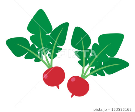 ラディッシュ 133555165
