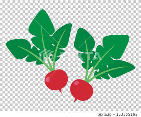 ラディッシュ 133555165