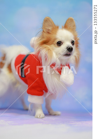 パピチワ クリスマス 133555271