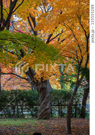 秋彩に包まれる中島公園日本庭園 秋彩に包まれる中島公園日本庭園 133555289