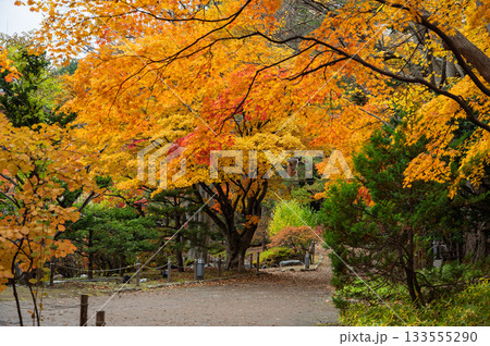 秋彩に包まれる中島公園日本庭園 133555290