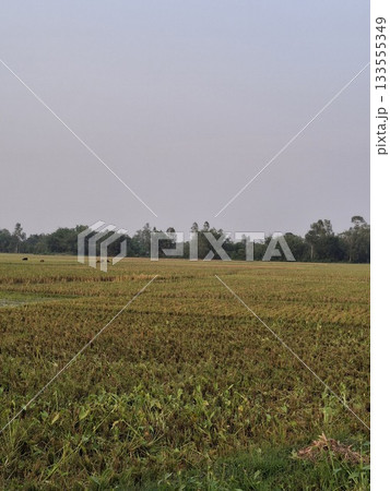 Vast agricultural field under a cloudy sky Vast agricultural field under a cloudy sky 133555349