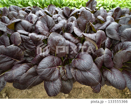 紫コマツナの栽培 133555366