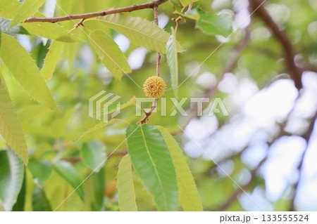 可愛い　阿部槇のドングリ 133555524