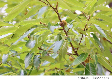 可愛い　阿部槇のドングリ 133555525