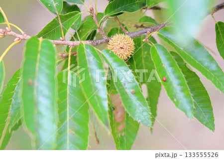 可愛い　阿部槇のドングリ 133555526