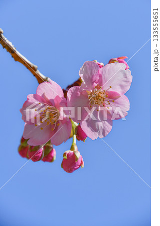 冬に咲く河津桜 冬に咲く河津桜 133555651