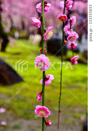 苔の庭園に枝垂れる城南宮の梅 133555655