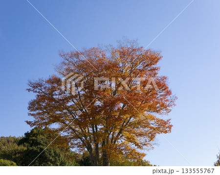紅葉した樹木と青空の風景 133555767