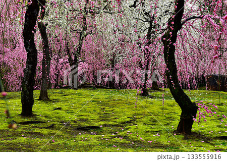 多様な形状の幹も面白い城南宮の枝垂れ梅 多様な形状の幹も面白い城南宮の枝垂れ梅 133555916
