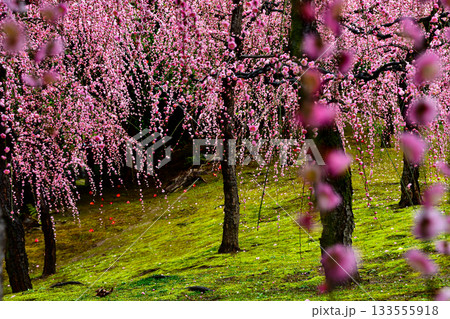 まさに降る 城南宮の枝垂れ梅 まさに降る 城南宮の枝垂れ梅 133555918