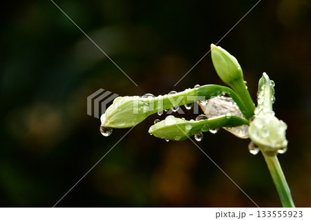 冬の冷たい地面から伸びるスイセン 冬の冷たい地面から伸びるスイセン 133555923