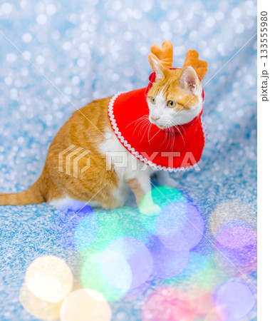 茶トラ猫 クリスマス 茶トラ猫 クリスマス 133555980