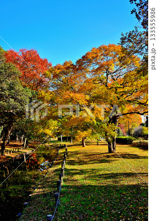 東京 都立水元公園 晩秋の紅葉 東京 都立水元公園 晩秋の紅葉 133555986