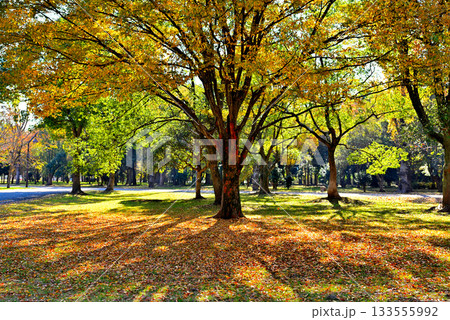 東京 都立水元公園 晩秋の紅葉 東京 都立水元公園 晩秋の紅葉 133555992