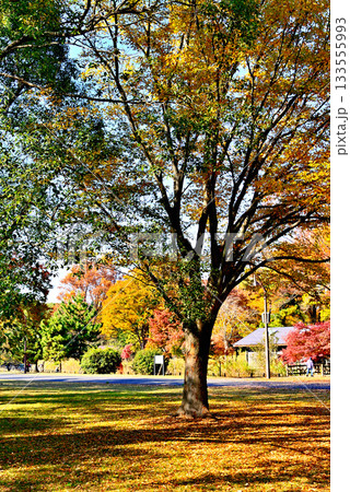 東京　都立水元公園 晩秋の紅葉 133555993