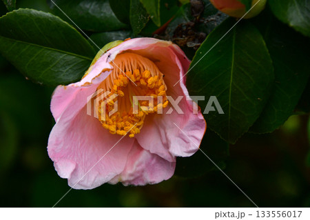 早春の寒さに寄り添う椿のシベ 早春の寒さに寄り添う椿のシベ 133556017