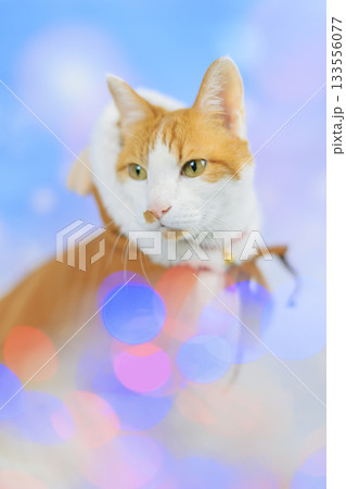 茶トラ猫 トナカイ 茶トラ猫 トナカイ 133556077