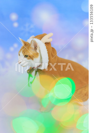 茶トラ猫　トナカイ 133556109