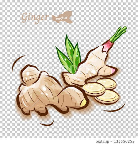 生姜(しょうが)の可愛いイラスト｜新鮮野菜のポップなベクター素材 133556258