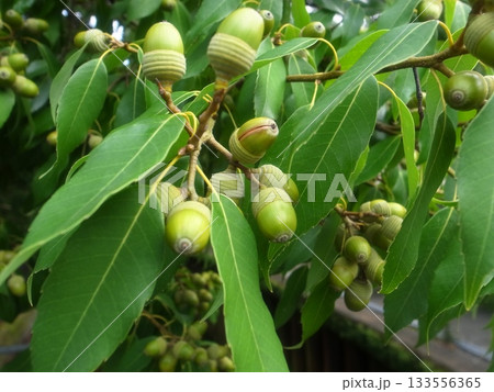 どんぐり 133556365